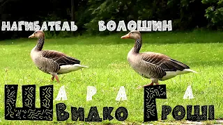 Швидко Гроші  Нагибатель и Волошин!!!Пух перо