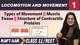 Locomotion and Movement 01 || Type of Movement || Muscle Tissue || Class11/NEET