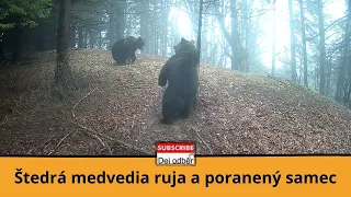 Štedrá medvedia ruja a poranený samec - Medvede z Liptova 🐻💘🐻🩸