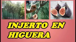 Injerto en una Higuera // Todo Huerta y Jardín