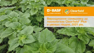 Вирощування соняшнику за технологією Clearfield® Plus в умовах півдня, 2021 рік.