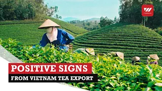 Vietnam tea export shows positive signs | VTV World