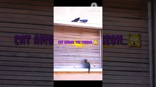 OMG!!! 🙀|| CAT got run over, while catching PIGEON 🕊....