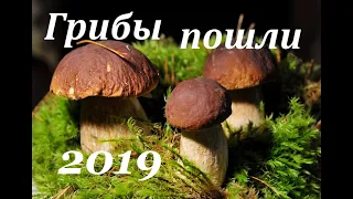 ЗА ГРИБАМИ. Поляны БЕЛЫХ И КРАСНЫХ. Ищем Грибы.