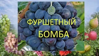 Grapes 2018. Grapes Fourchette. Viniculture response