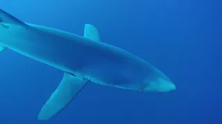 Blue Shark Dive - Azores - Norberto