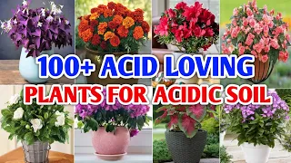 100+ Acid loving Plants For Acidic Soil | Acid Loving Plants for your Garden | Plant and Planting
