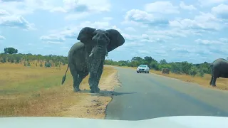 Elephant Crossing The Road Stops and Say Hello | Kruger Park Sightings
