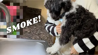 The Funniest & Cutest Mini Sheepadoodle Compilation
