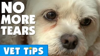 How To Clear Up Tear Stains On A Dog | Bondi Vet