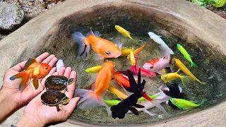 Catch colorful glofish, axolotl salamander, goldfish molly fish, small fish, koi, catfish, eel #75