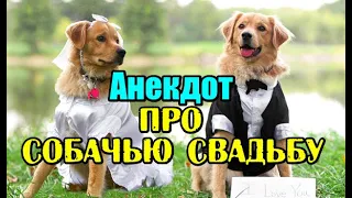 Анекдот про Собачью свадьбу. Новый анекдот.