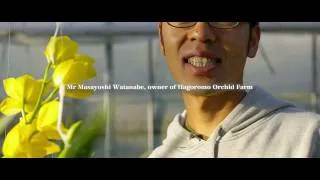 BJTV - Vol.11 A Scene of Japanese Cymbidium Cut Flower Production