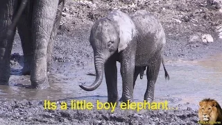 A Beautiful Cute Baby Elephant Story To Enjoy