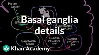 The basal ganglia - Details of the indirect pathway | NCLEX-RN | Khan Academy