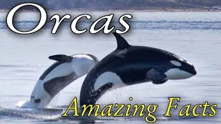 This Is Why Orcas Are Called Killer Whales. Interesting Facts About Killer Whales.