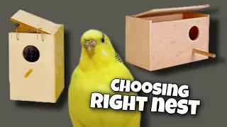 Choosing a Budgie Nest Box and Nesting Behavior