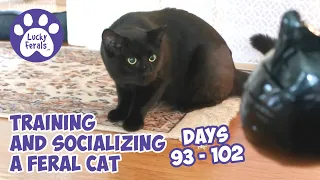 Training And Socializing A Feral Cat * Part 12 * Days 93 - 102 * Cat Video Compilation