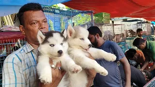 RECENT DOG PUPPY PRICE UPDATE| GALLIF STREET PET MARKET KOLKATA| CHEAPEST PRICE| VISIT 16 JULY 2023