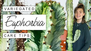 Variegated Euphorbia TIPS + TRICKS 🌵 Complete Care Guide For Euphorbia Variegata