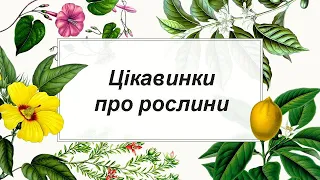 Цікавинки про рослини