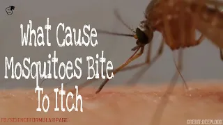 Do You Know Why Mosquitoes Bite Itch?