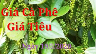 Giá cà phê hôm nay, giá tiêu ngày 19/5/2020.đồng loạt tăng nhẹ - cao hiếu vlog