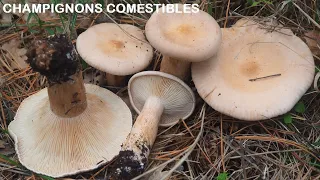 Identification d'espèces de champignons comestibles