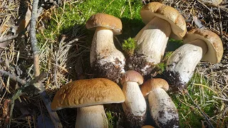 2020. Сбор белых грибов в Черниговской области. Сентябрь. Тихая охота. Mushrooms ukraine. September