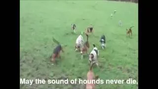 Hunting with hounds - Kerry, Ireland.