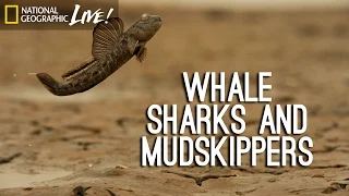 Photographing Our Seas: Whale Sharks and Mudskippers | Nat Geo Live