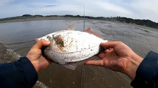 Redtail surf perch fishing in WA - When, where and how