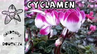 Cyclamen Care || How to Grow & Reflower Pot Plants | Garden Plants | How to Know Which Type You Have