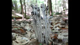 What is Indian Pipe and How to use it