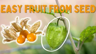 How to Grow Cape Gooseberries from Seed || Easy Fruit to Grow from Seed