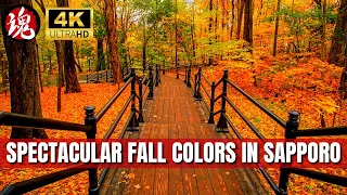 Sapporo's Stunning Fall Foliage | A Relaxing Walk in Maruyama Park, Hokkaido, Japan