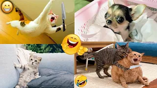 Funny cat and dog videos 2024  funny animal videos 2024 #4