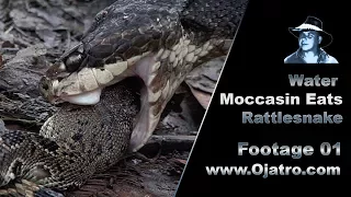 Water Moccasin Eats Rattlesnake 01 Stock Footage