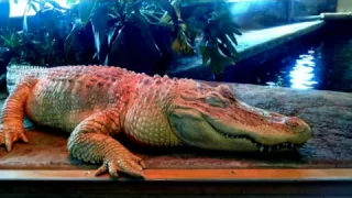 Reptile in Monroe Zoo, state WA   Зоопарк рептилий в Монрое, штат Вашингтон