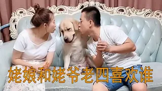 Seven和儿子搞笑老四情商大比拼😂 | seven寵物拉布拉 Labrador