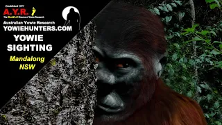 Yowie / Bigfoot Sighting (Audio Report #195) at Mandalong, New South Wales