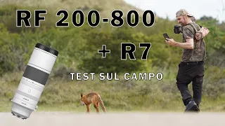 Canon RF 200-800mm & R7 Prova sul campo - Incredibile risultato