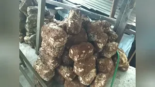 Estufa de cogumelos Shitake,Nova Friburgo RJ!