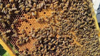 Переселяємо бджолині сім'ї в нові вулики
