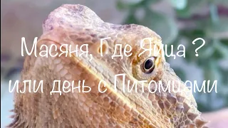 День с Питомцами