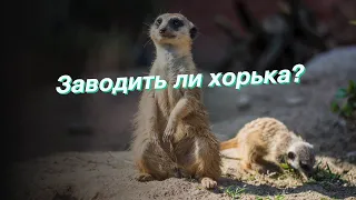 Заводить ли хорька?