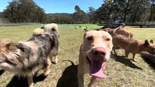 Pawsome fun in the sun 🌞