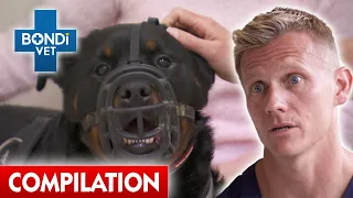 Last Chance Treatments 😭 | Compilation | Bondi Vet