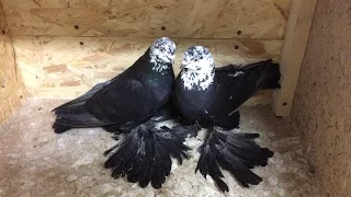 Боиные Голуби Алматы .Pigeons.Голуби (Сулейманов Эльдар ( Алматы, Казахстан )