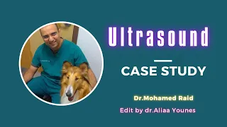 Ultrasound tips and tricks - dog case study